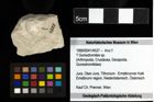 Foto (Objekt + Etiketten) von ? Goniodromites sp. 